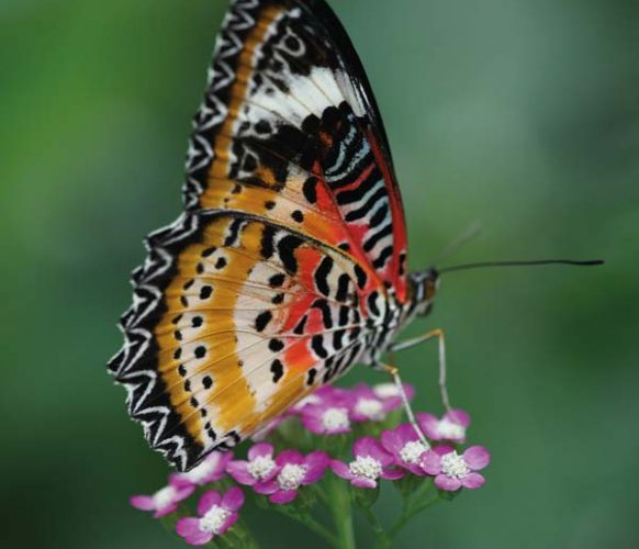 Leopard Lacewing