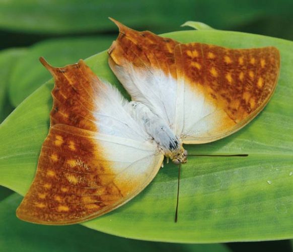 Pearl Charaxes