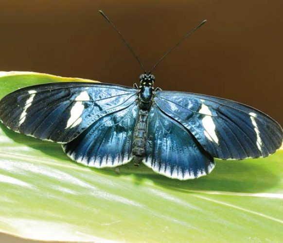 Sara Longwing