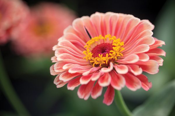 Farmacy_0040