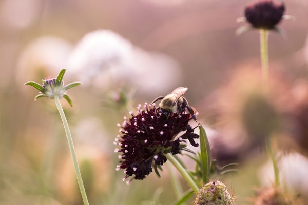 Farmacy_0042