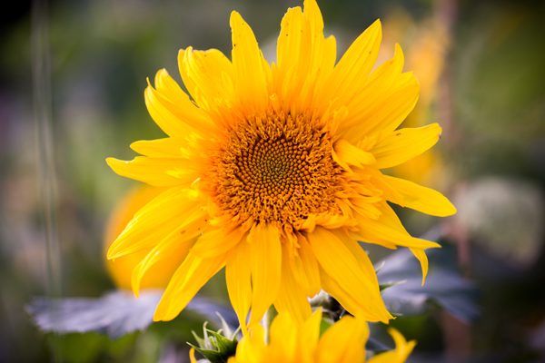Farmacy_0049