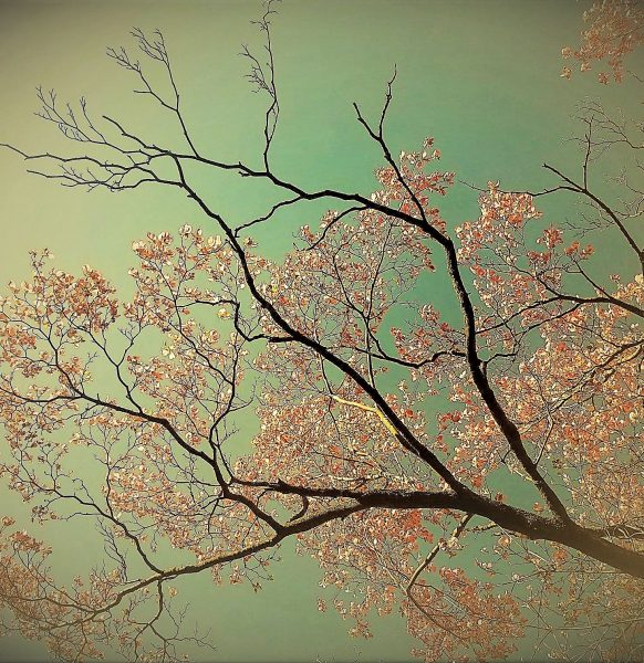 dogwood-black-branches-5