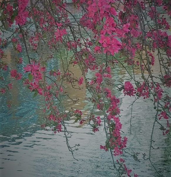 hanging-dark-blossoms-2