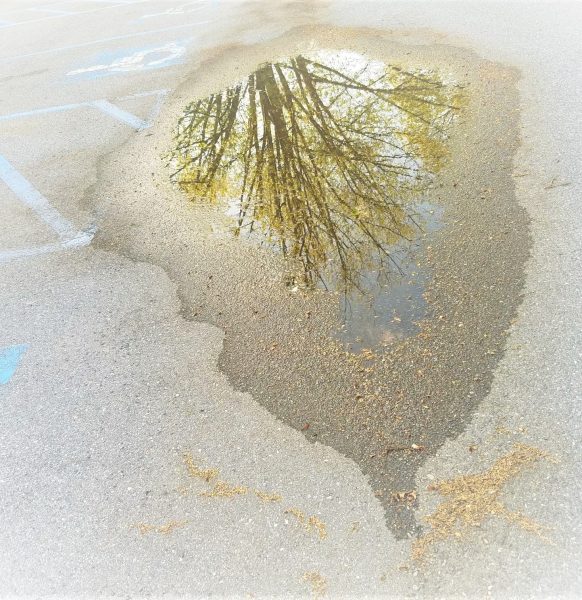 upright-tree-puddle-2